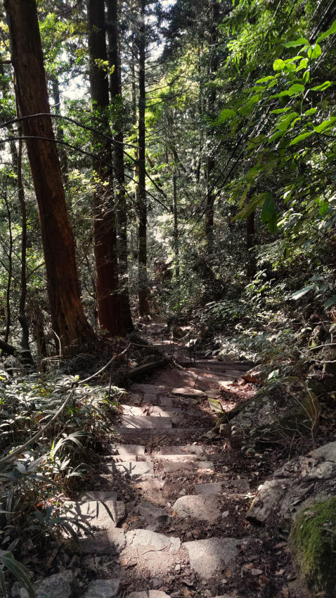 掬星台から天上寺跡に向けて、激下り 20251030-uenomichi-05.jpg