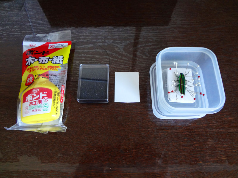 木工ボンド、標本箱、台紙と展足中のタマムシ 20251108-daisi-haritsuke.jpg