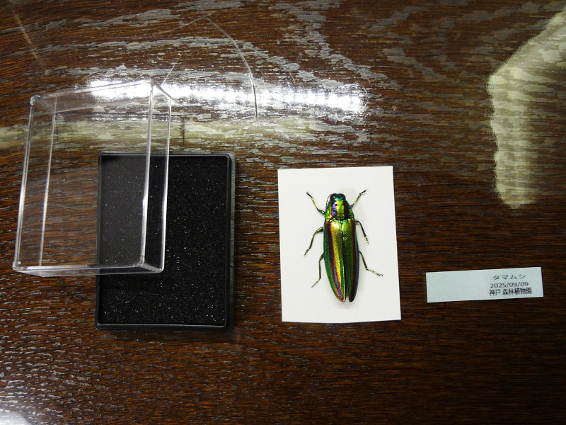 テプラで作成したラベル (昆虫の名前、採集日、採集場所) 20251108-label.jpg