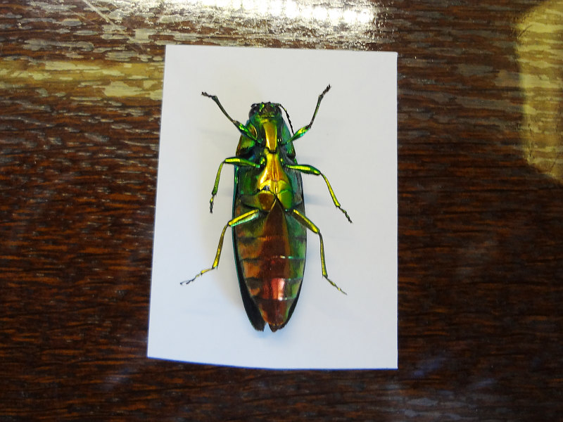 展足のピンをすべて外し、タマムシの腹側を撮影。足を開いた状態で完全に固まっている 20251108-tamamushi-hara.jpg