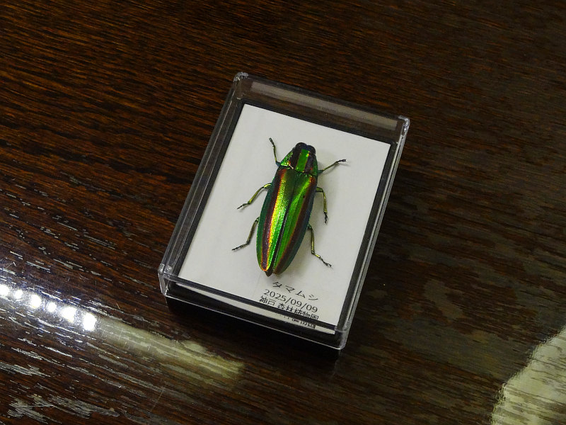 タマムシの標本が完成した 20251108-tamamushi-hyouhonn.jpg