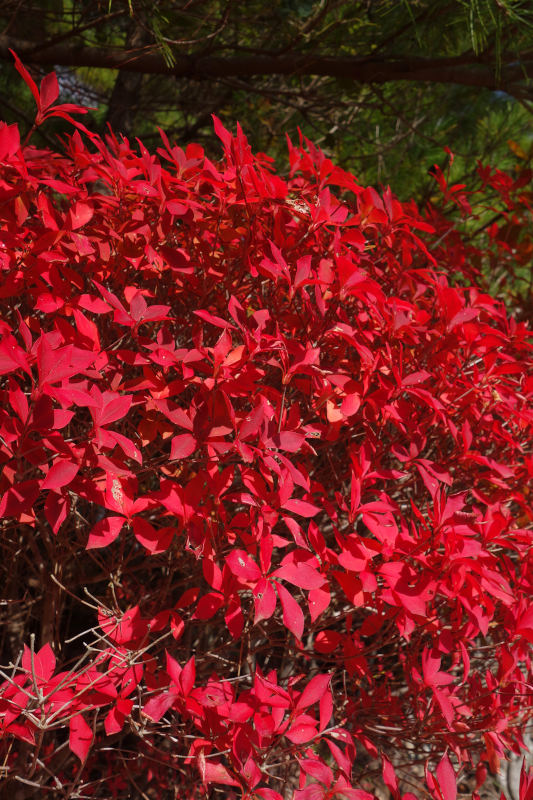 修法ヶ原池の畔のドウダンツツジ 20251111-doudantutuji-02.jpg