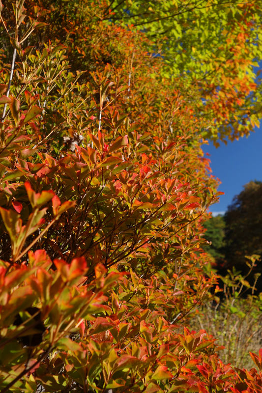 ドウダンツツジ 20251111-doudantutuji.jpg