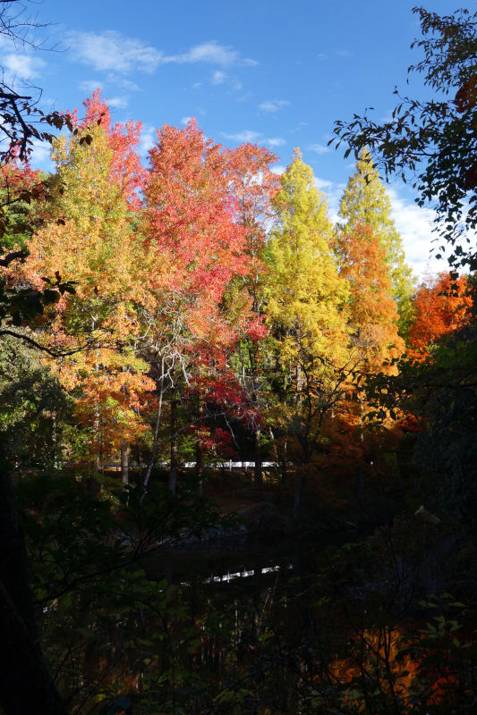 洞川湖の対岸に色とりどりのラクウショウ(またはメタセコイア) 20251111-doukawako-02.jpg