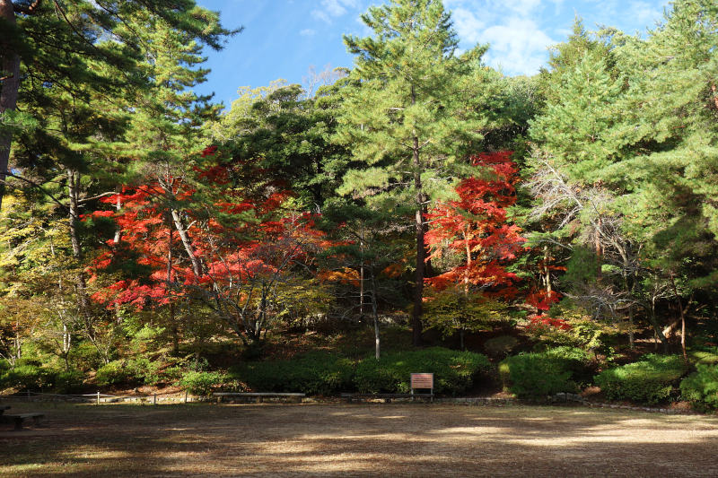 再度公園 森の広場 20251111-futatabipark-morinohiroba.jpg