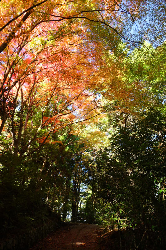 学習の森のカエデやケヤキ 20251111-gakusyunomori-01.jpg