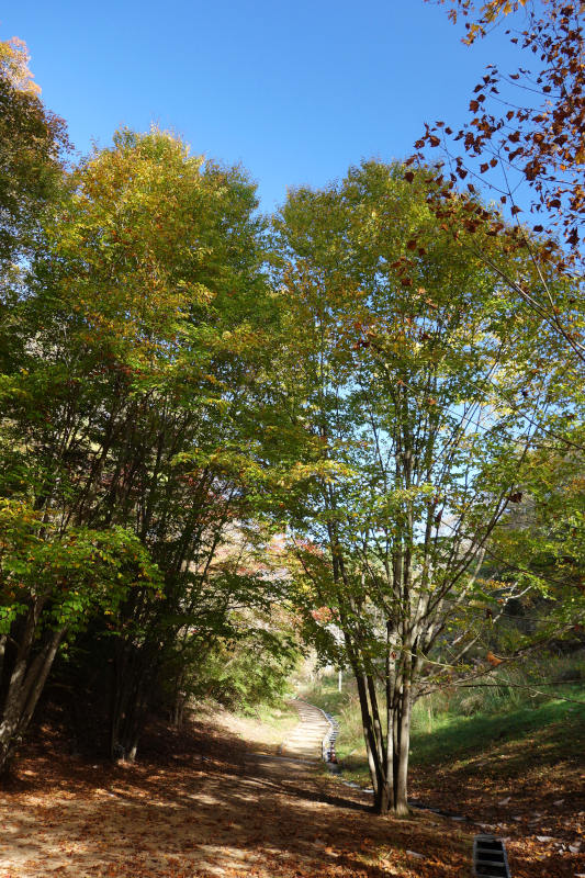 緑から黄色に色づき始めたイヌブナ 20251111-inubuna.jpg