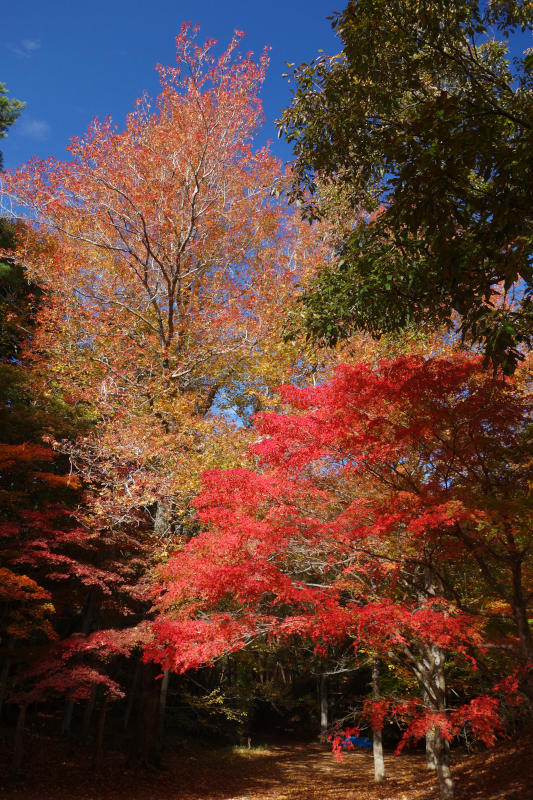 橙色のスズカケノキと、真っ赤なカエデ 20251111-kaede-suzukake.jpg