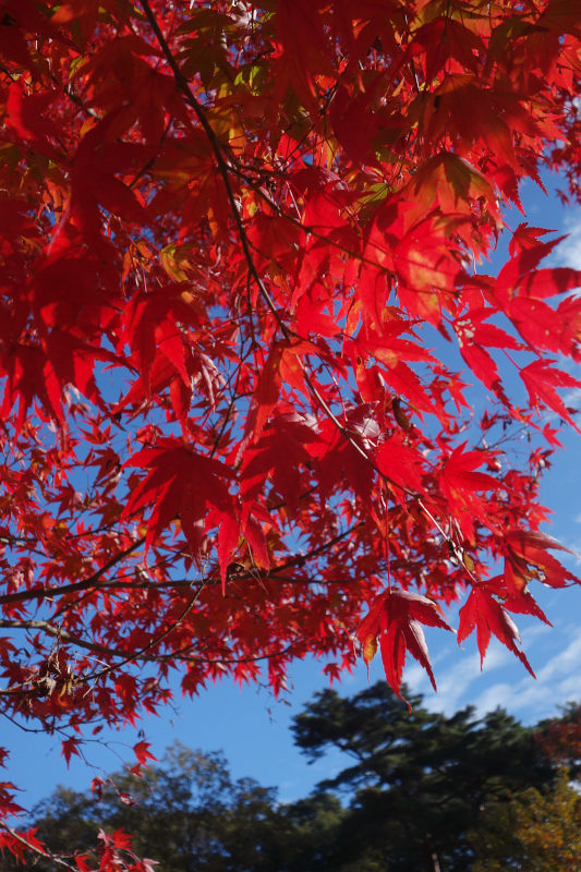 真っ赤に色づいたカエデ 20251111-kaede.jpg