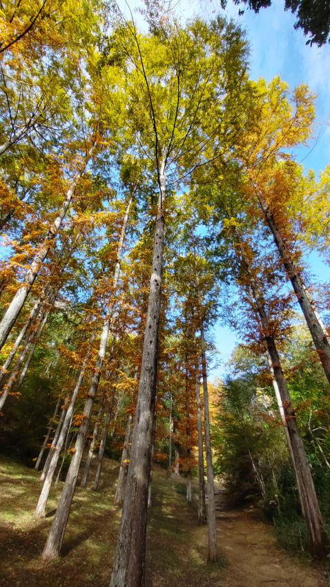 メタセコイア 20251111-metasequia.jpg