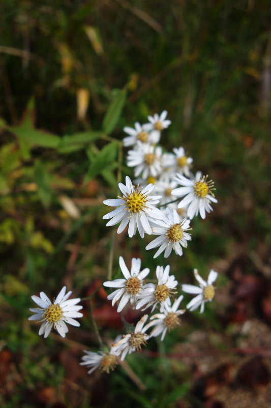 ノコンギク (またはヨメナ) 20251111-nokongiku.jpg