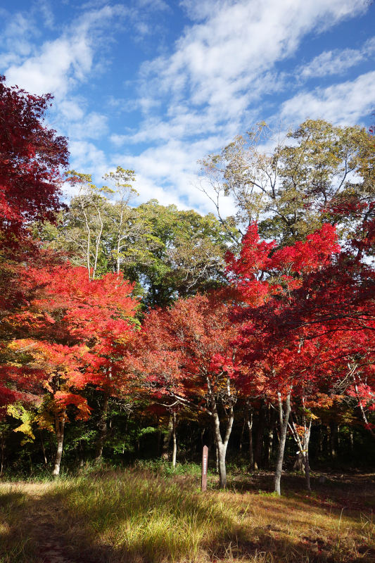 仙人谷の最下流部。洞川梅林入口の広場のカエデはキレイに色づいている 20251111-sennintani-01.jpg