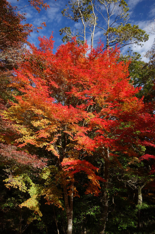 仙人谷。オレンジから真っ赤までのグラデーションがキレイなカエデ 20251111-sennintani-02.jpg