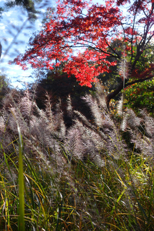 仙人谷。チカラシバとカエデ 20251111-sennintani-03.jpg