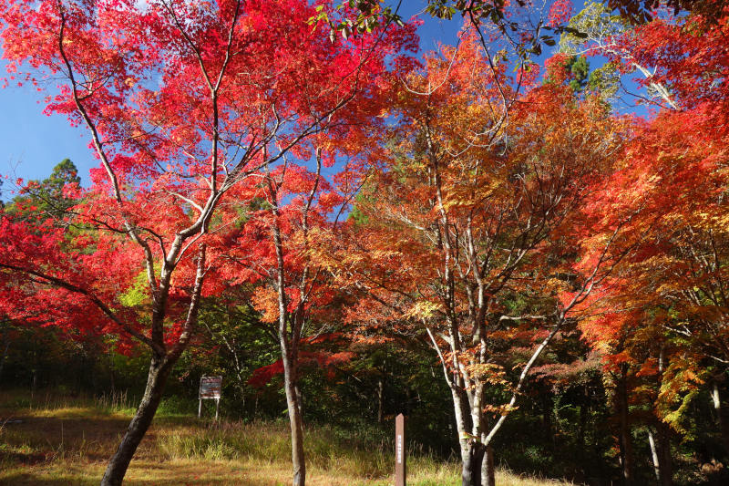 仙人谷。逆光のカエデも綺麗 20251111-sennintani-04.jpg