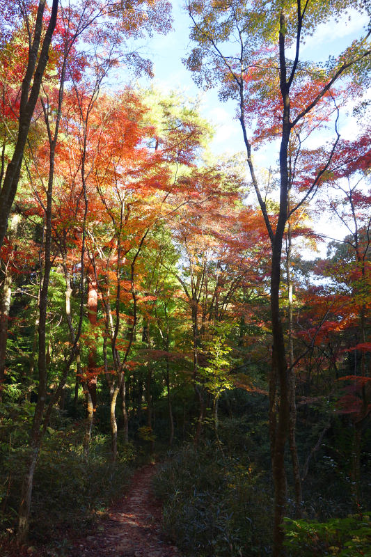 背の高いカエデの間を少しだけ下ると、洞川湖がある 20251111-sennintani-05.jpg