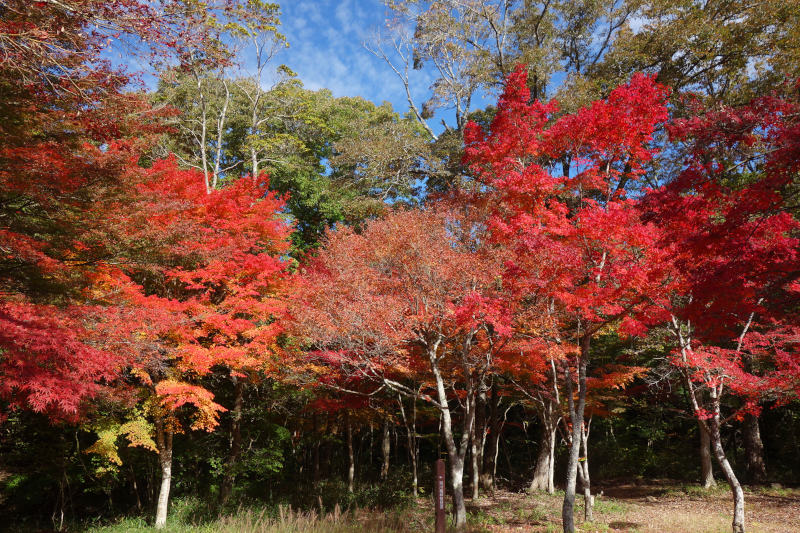 仙人谷のカエデ 20251111-sennintani-06.jpg