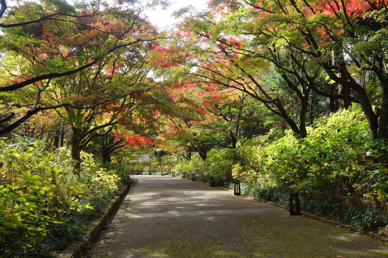 森林植物園 あじさい坂のカエデは色づき始め 20251111-sinrin-ajisaisaka.jpg