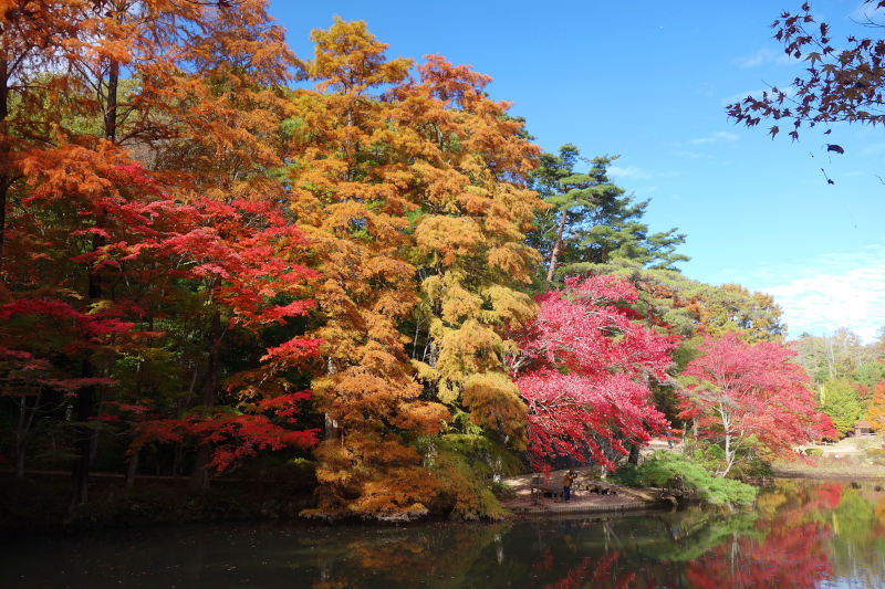 森林植物園 長谷池 20251111-sinrin-haseike-01.jpg