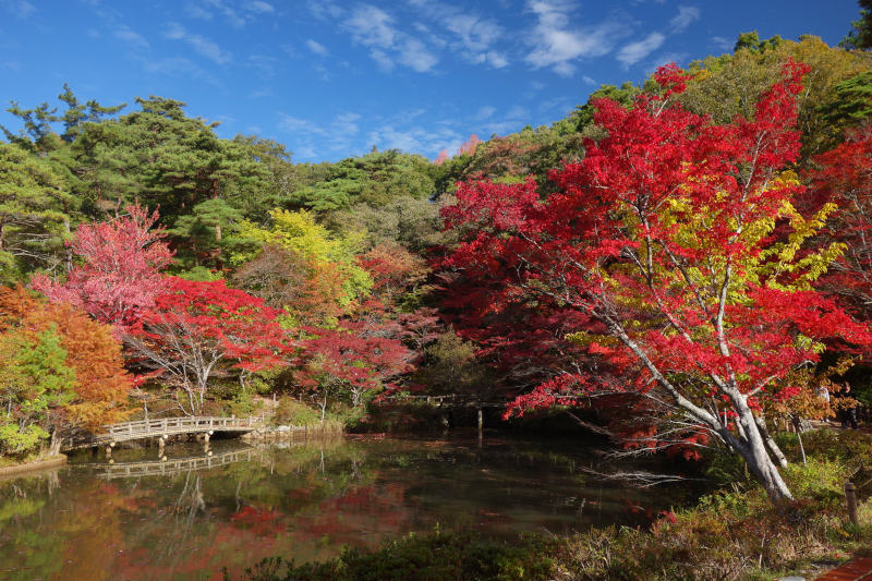 森林植物園 長谷池 20251111-sinrin-haseike-02.jpg
