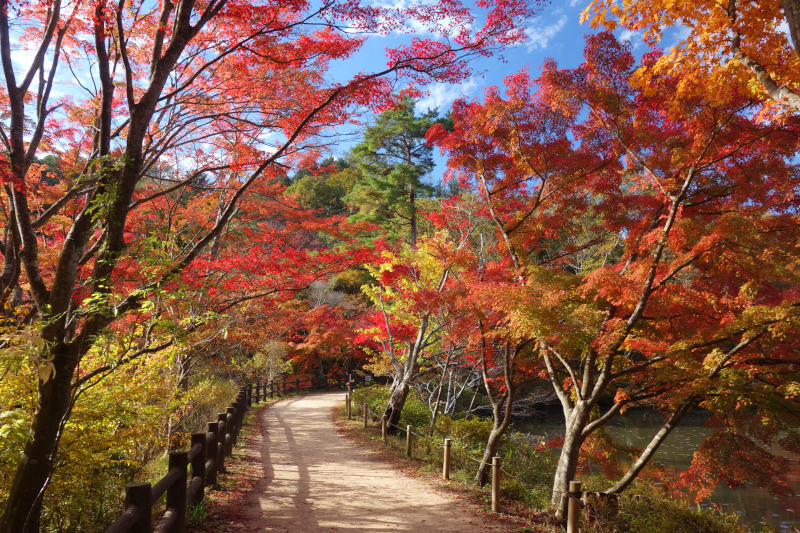 森林植物園 長谷池東岸の周回路 20251111-sinrin-haseike-03.jpg