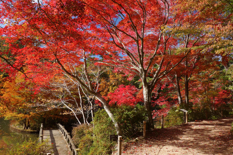 森林植物園 長谷池の小島の付け根付近 20251111-sinrin-haseike-04.jpg