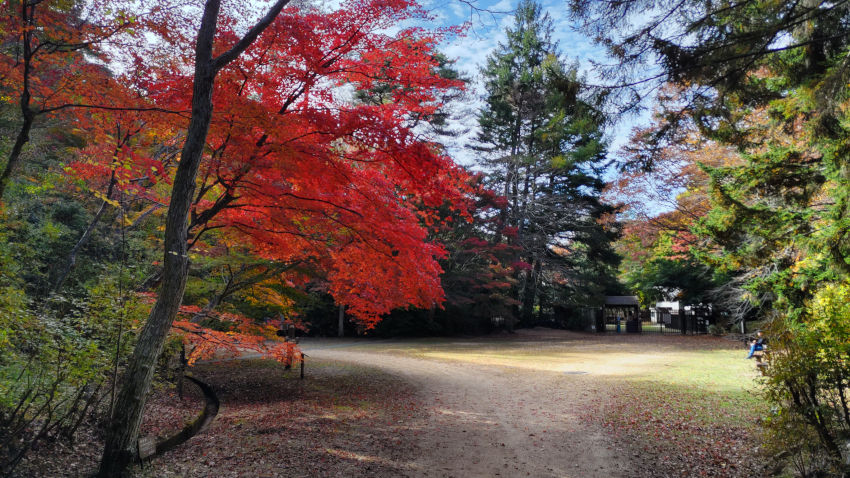 森林植物園 西門 20251111-sinrin-nisimon-02.jpg