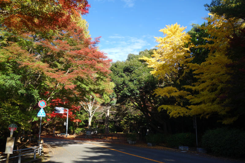 再度山ドライブウェイに出ると、すぐに森林植物園西門がある 20251111-sinrin-nisimon.jpg