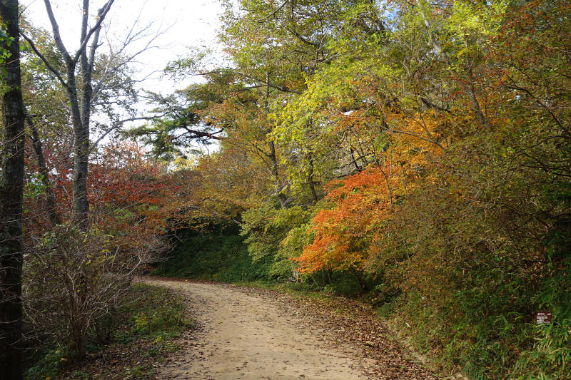 森林植物園 さくら園から西門へ。様々な木が色づいている 20251111-sinrin-sakuraen-nisimon.jpg
