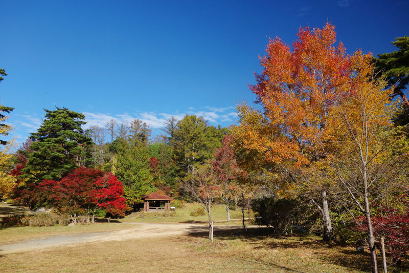 森林植物園 芝生広場 20251111-sinrin-sibafuhiroba-01.jpg