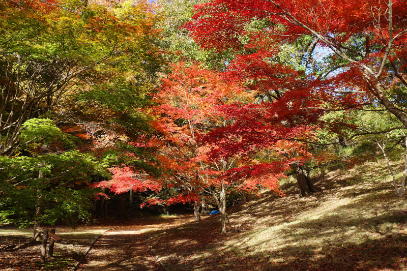森林植物園 芝生広場からさくら園へ登る 20251111-sinrin-sibafuhiroba-02.jpg