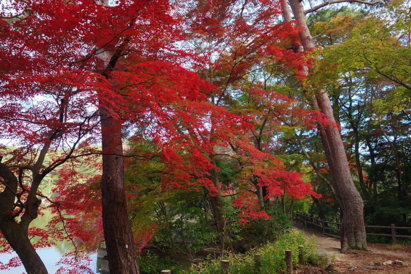 大師道から修法ヶ原池の湖畔へ。目の前のカエデが見事に紅葉 20251111-siogaharaike-01.jpg