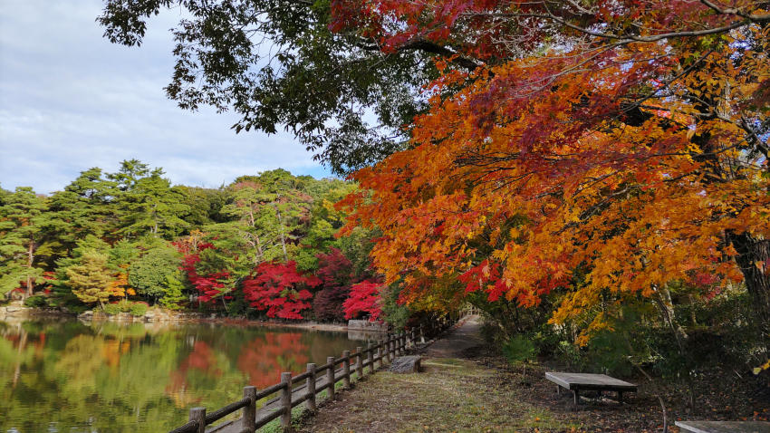 修法ヶ原池の南湖畔 20251111-siogaharaike-02.jpg