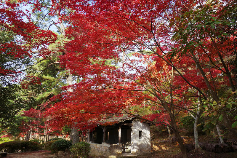 修法ヶ原池の東湖畔。このあたりカエデが密生している 20251111-siogaharaike-03.jpg