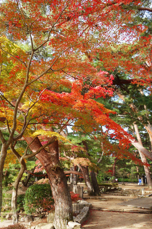 修法ヶ原池の東湖畔。紅葉し始めの黄色っぽいものから、真っ赤なものまであるカエデ 20251111-siogaharaike-04.jpg