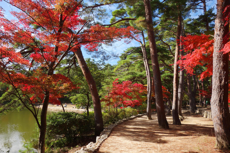 修法ヶ原池の畔のカエデ 20251111-siogaharaike-06.jpg