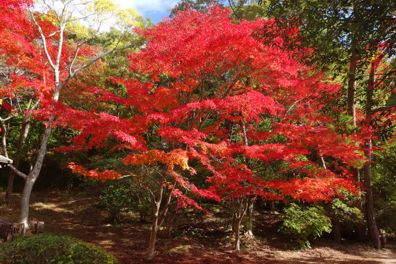 太陽光に照らされた、見事に紅葉したカエデ 20251111-siogaharaike-07.jpg
