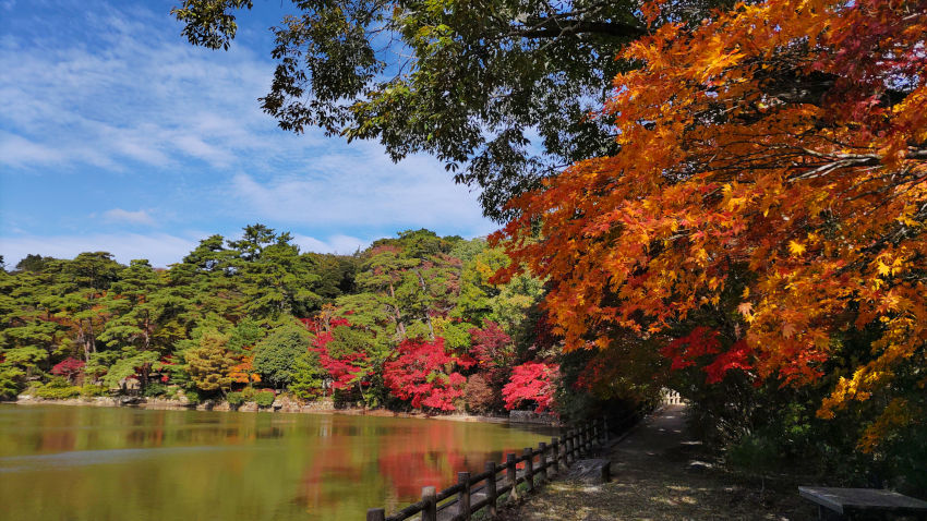 修法ヶ原池の南岸。ここのカエデの色づきを見てから、大師道に入る 20251111-siogaharaike-08.jpg