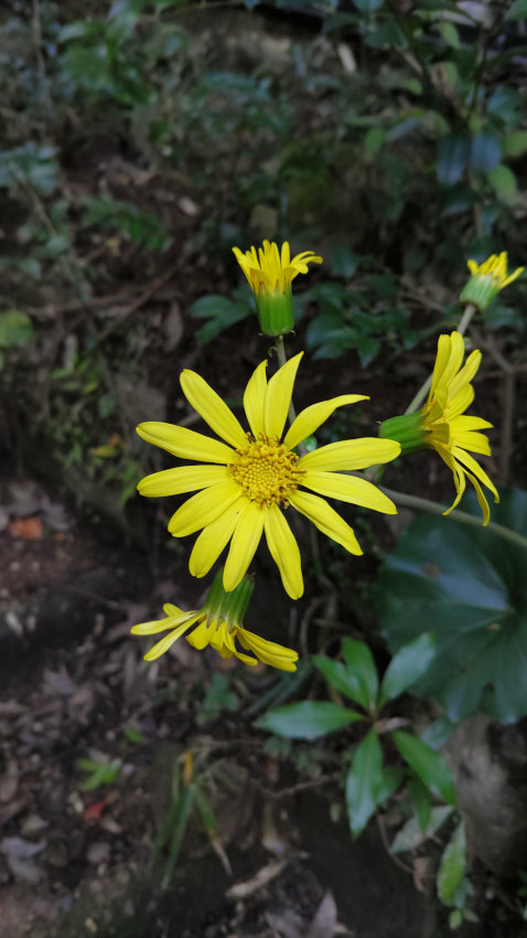 ツワブキ 20251111-tuwabuki.jpg