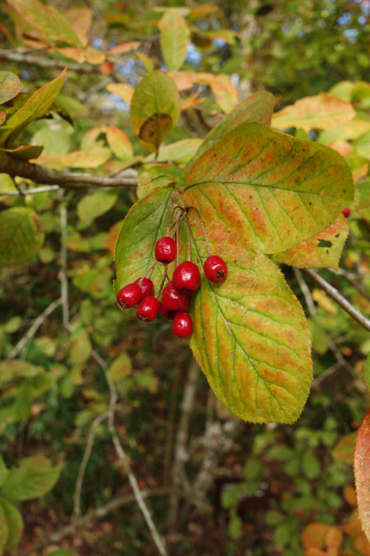 ワタゲカマツカ 20251111-watagekamatuka.jpg