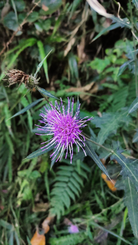 アザミ 20251114-azami.jpg