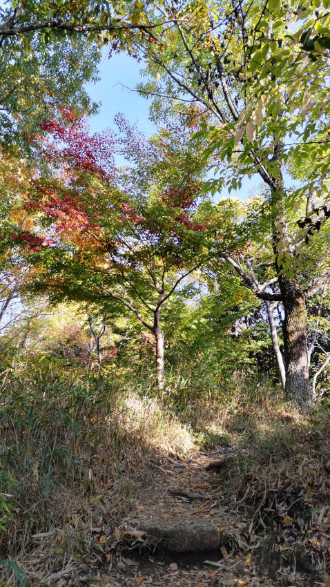 堀切の底を過ぎて飯盛城 高櫓郭跡に向けて登り返す 20251114-iimorijyou-horikiri-02.jpg