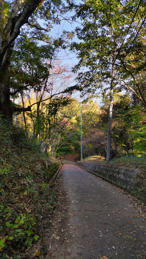 FM送信所のある千畳敷郭から下る坂道 20251114-iimorijyou-horikiri.jpg