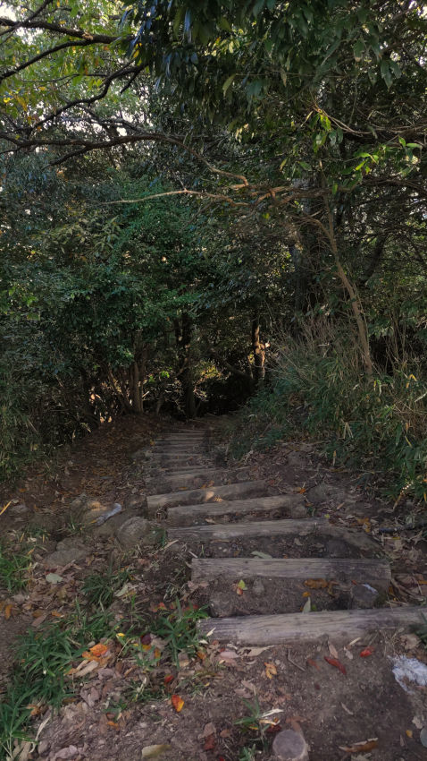 尾根筋の急な木段を降りる 20251114-iimoriyama-one-kaidan-01.jpg