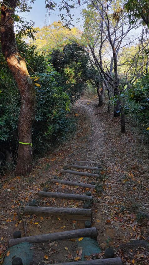 VI郭からVII郭へ、標高差20mほど降りる 20251114-iimoriyama-one-kaidan-02.jpg