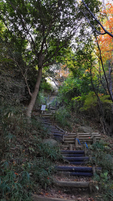 尾根筋を標高差50mほど下ってきた 20251114-iimoriyama-one-kaidan-03.jpg