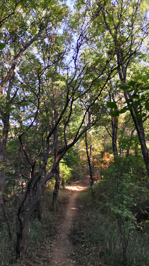 標高280mほどの尾根筋を歩く 20251114-iimoriyama-onesuji-01.jpg