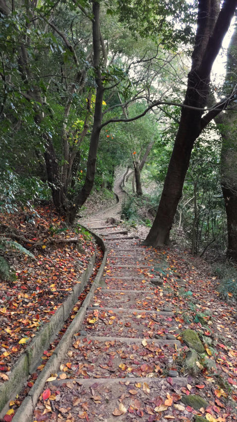 四條畷神社のほうへ斜面を降りていく階段。側溝も整備され、意外に良い道 20251114-iimoriyama-sijyounawatejinjya-kaidan.jpg