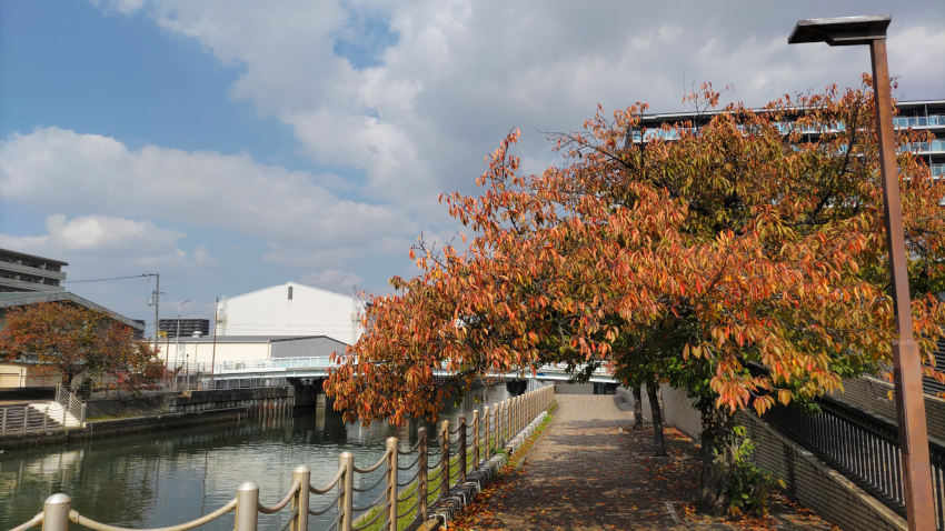 桜の紅葉が最盛期の城東運河 20251114-jyoutouunga.jpg