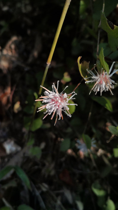 コウヤボウキ 20251114-kouyabouki.jpg